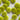 15mm Bright Lime Corozo Buttons (N6) in option at Knit With Me yarn shop
