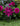 Crochet flower patterns from Alexandra's Garden Flowers by Kerry Lord