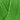 Onion Organic Cotton in 120 Grass Green option at Knit With Me yarn shop