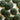20mm Dark Green Corozo Buttons (N8) in option at Knit With Me yarn shop