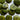 20mm Forrest Green Corozo Buttons (L6) in option at Knit With Me yarn shop