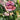 TOFT | Alexandra’s Garden Flowers Book | 30 Crochet Patterns, , Crochet 30 seasonal flowers with TOFT’s Alexandra’s Garden book. Includes patterns, tips & stunning photos—perfect UK gift for crafters., Knit With Me