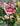 Inside pages of Alexandra's Garden Flowers by Kerry Lord