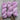 Maxima yarn by Manos del Uruguay in Love Potion option at Knit With Me yarn shop