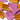 Pink and orange labels with 'One of a Kind' text on a white background