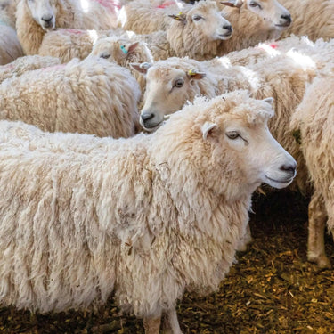 Flock of pure breed sheep featured in 'A Knitter's Guide to Pure Breed Sheep' showcasing British wool diversity.